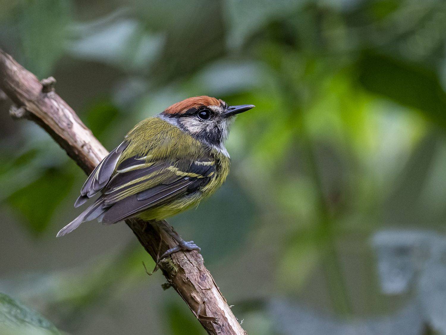 , Fernando Burgalin Sequeira