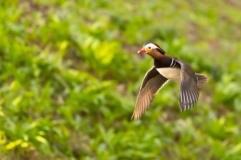 Mandarin duck фото превью