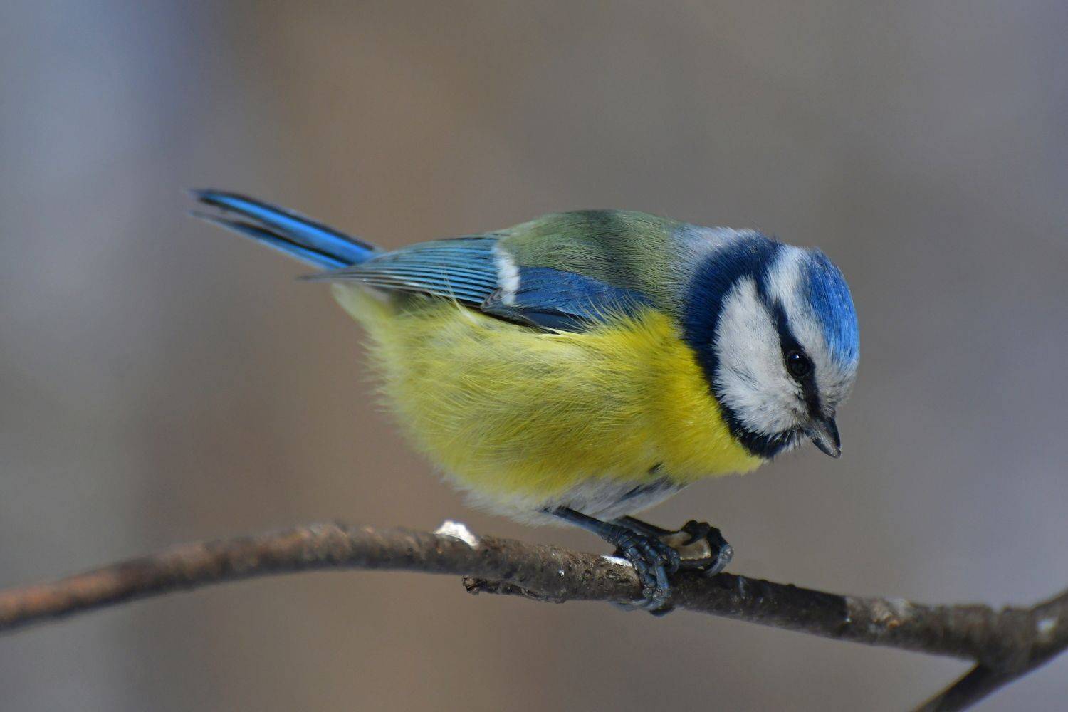 , Корнейчук Игорь