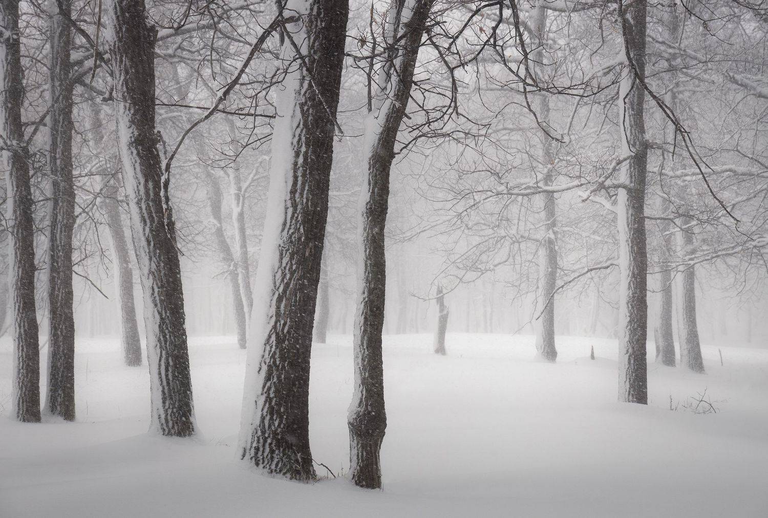 , Бирюкова Татьяна