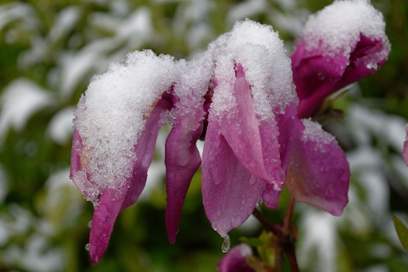 Spring ? фото превью
