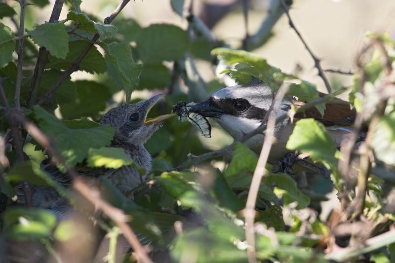 Lanius collurio фото превью