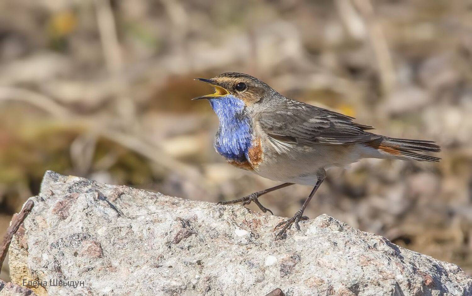bird of prey, animal, birds, bird,  animal wildlife,  nature,  animals in the wild, варакушка, blue throat, Елена Швыдун