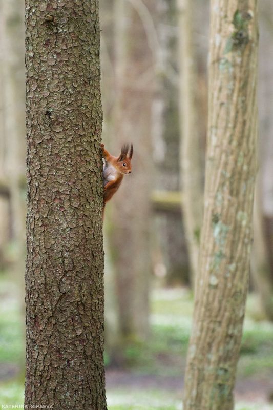 природа, животные, весна *** фото превью