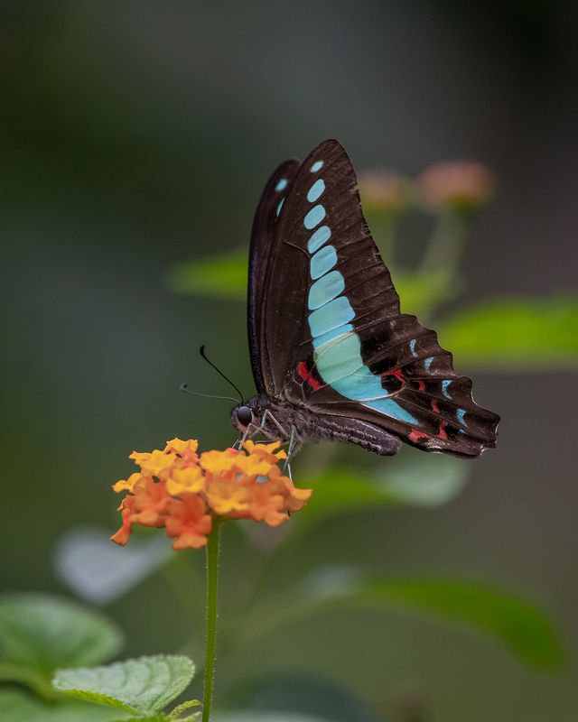 butterfly Graphium sarpedon фото превью