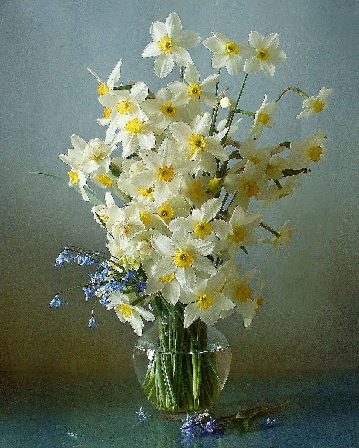 натюрморт, цветы, нарциссы, весна, марина филатова, Марина Филатова