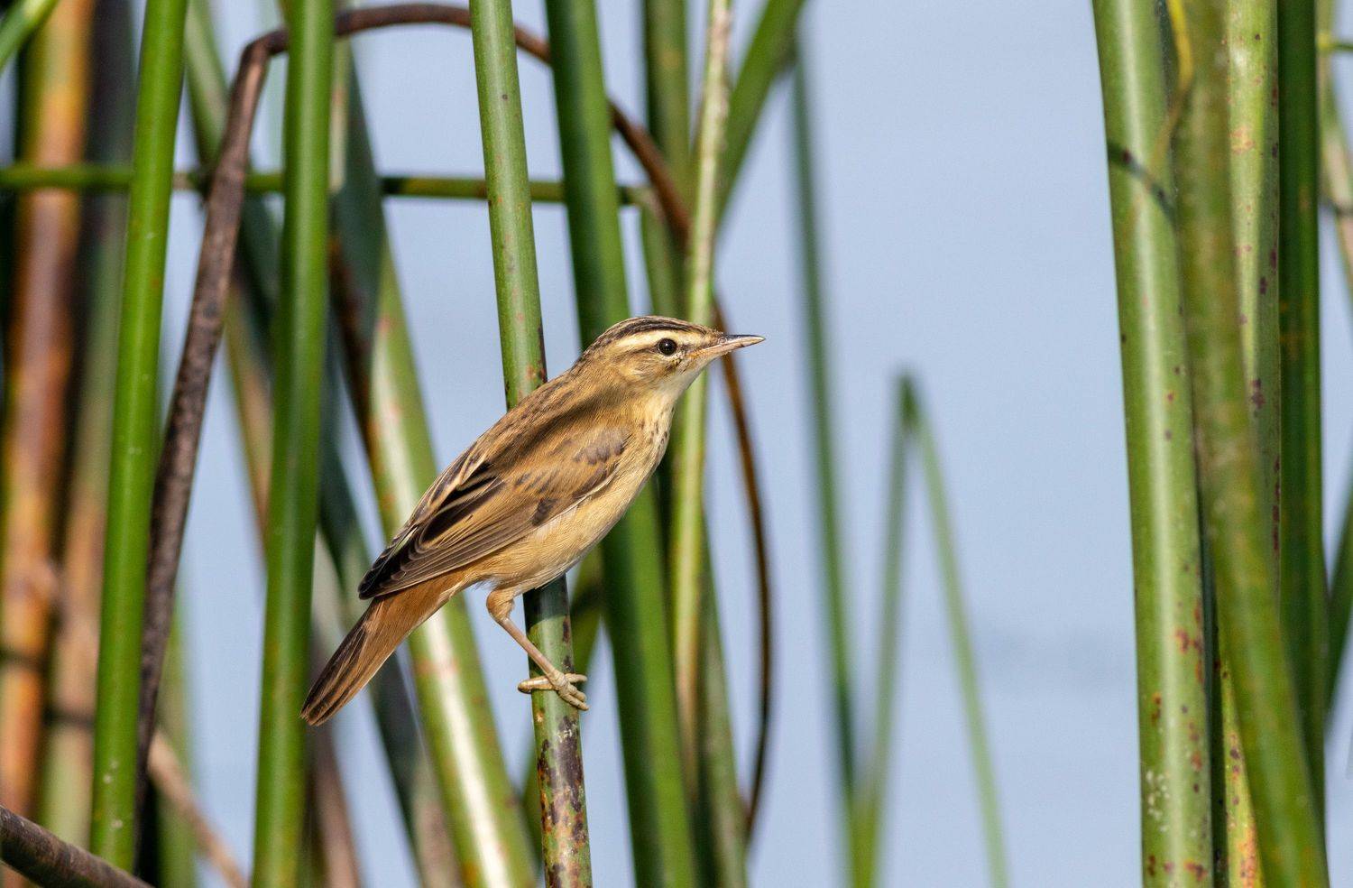 птица, фотоохота, камышевка, московскаяобласть, певчиептицы, birds, Павел Краснослободцев