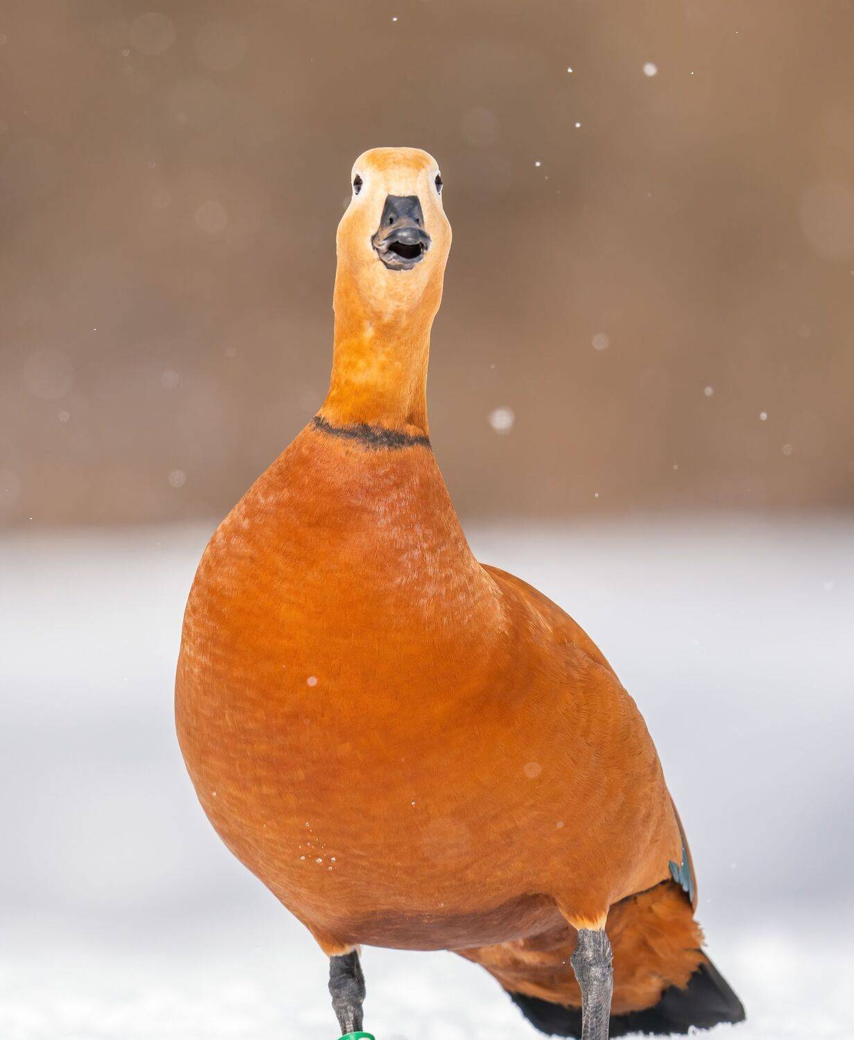 , Константин Дэм