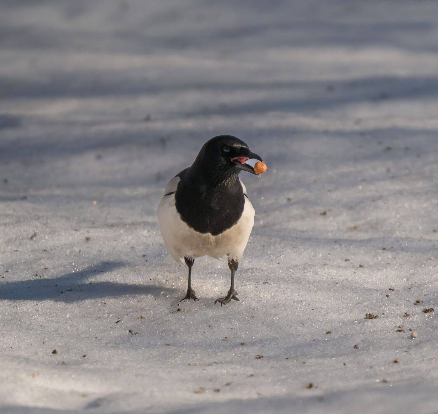 , Константин Дэм