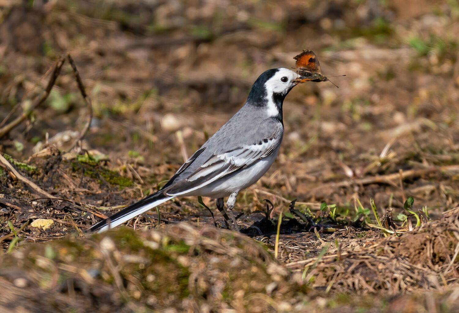 , Константин Дэм