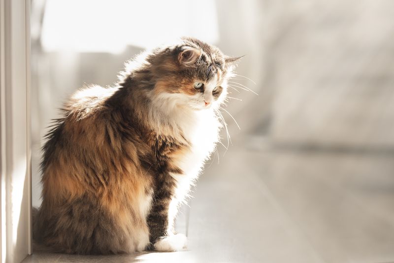 Кошка фото превью