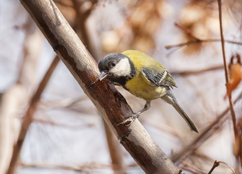 птица, большая синица, кленовый сок, весна, синица пьёт кленовый сок фото превью