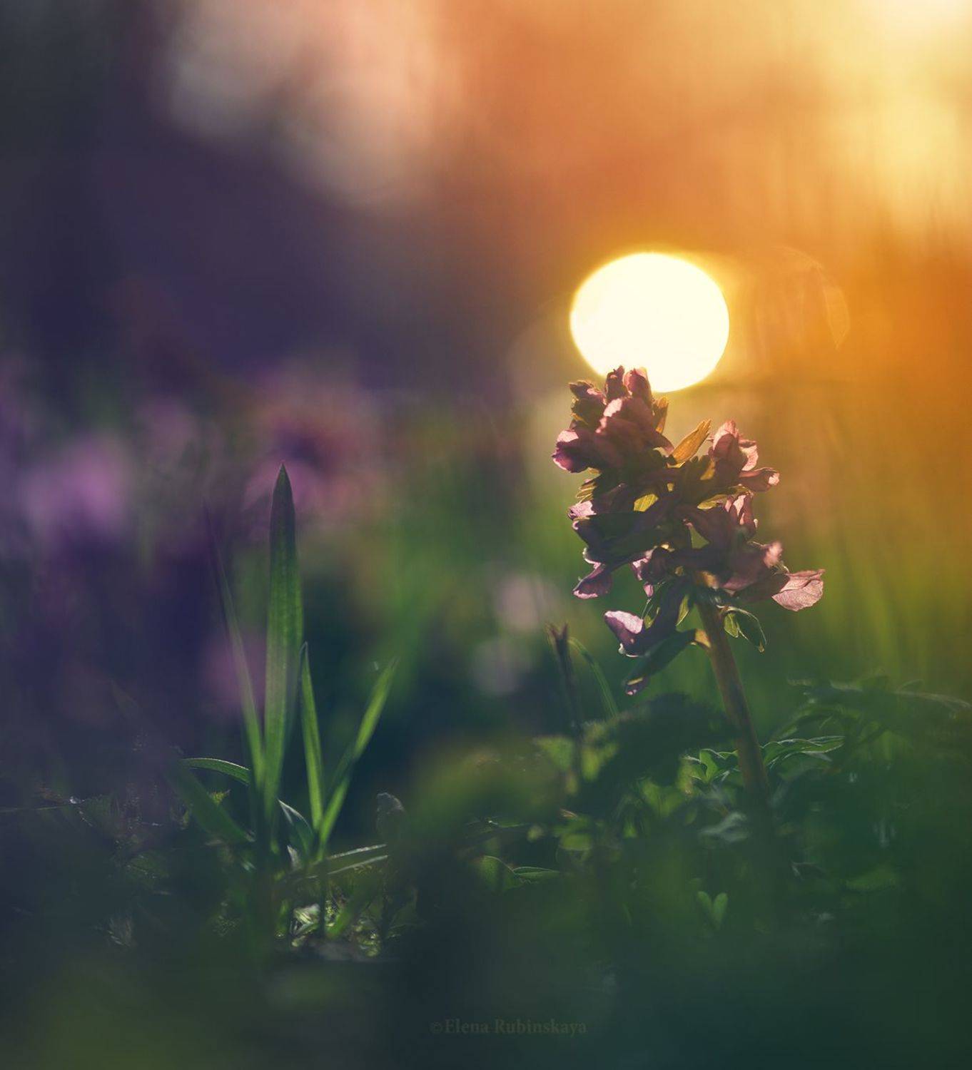 , Елена Рубинская