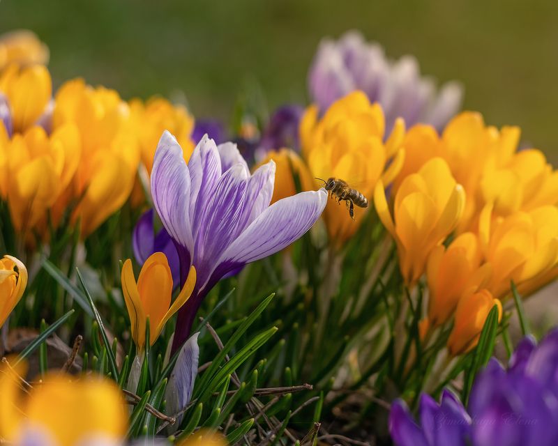 ***пчелка фото превью