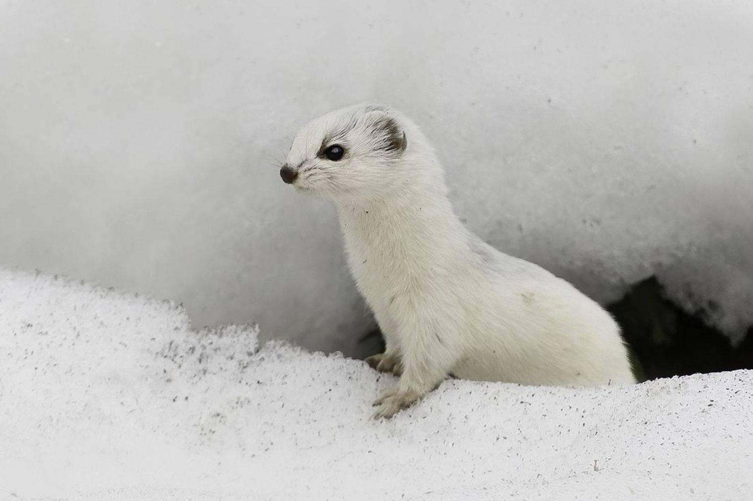 ласка, нора, зима, Наталия Сытина