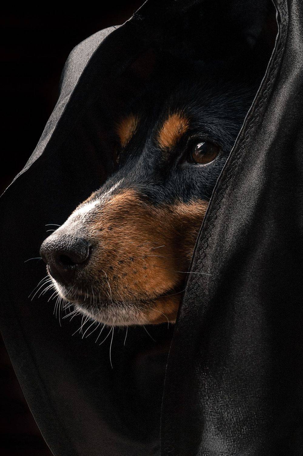 басенджи, собака, dog, pet, pets, Иван Вострецов