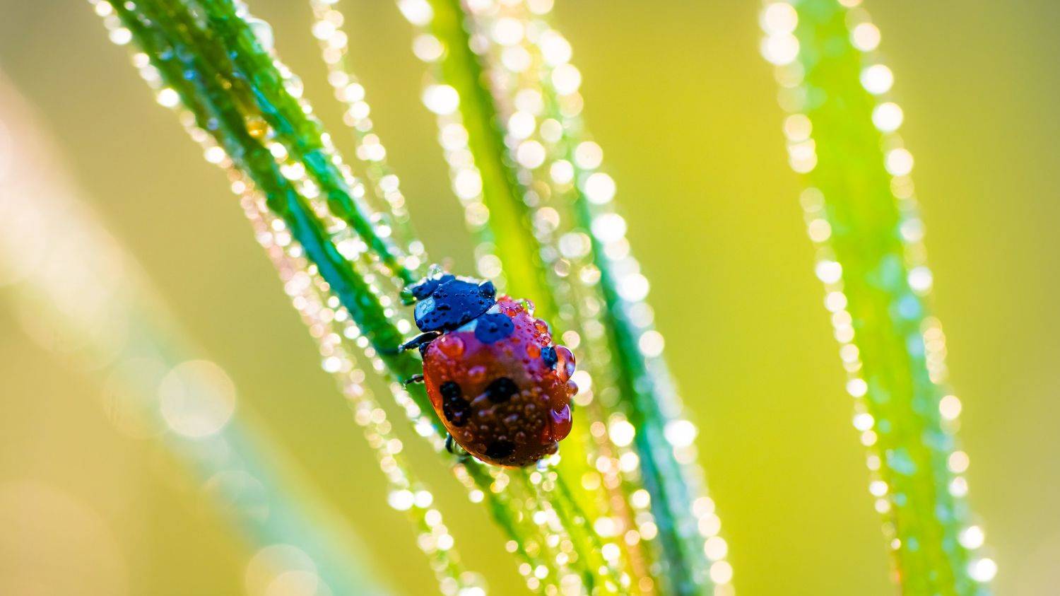 , Дмитров Андрей