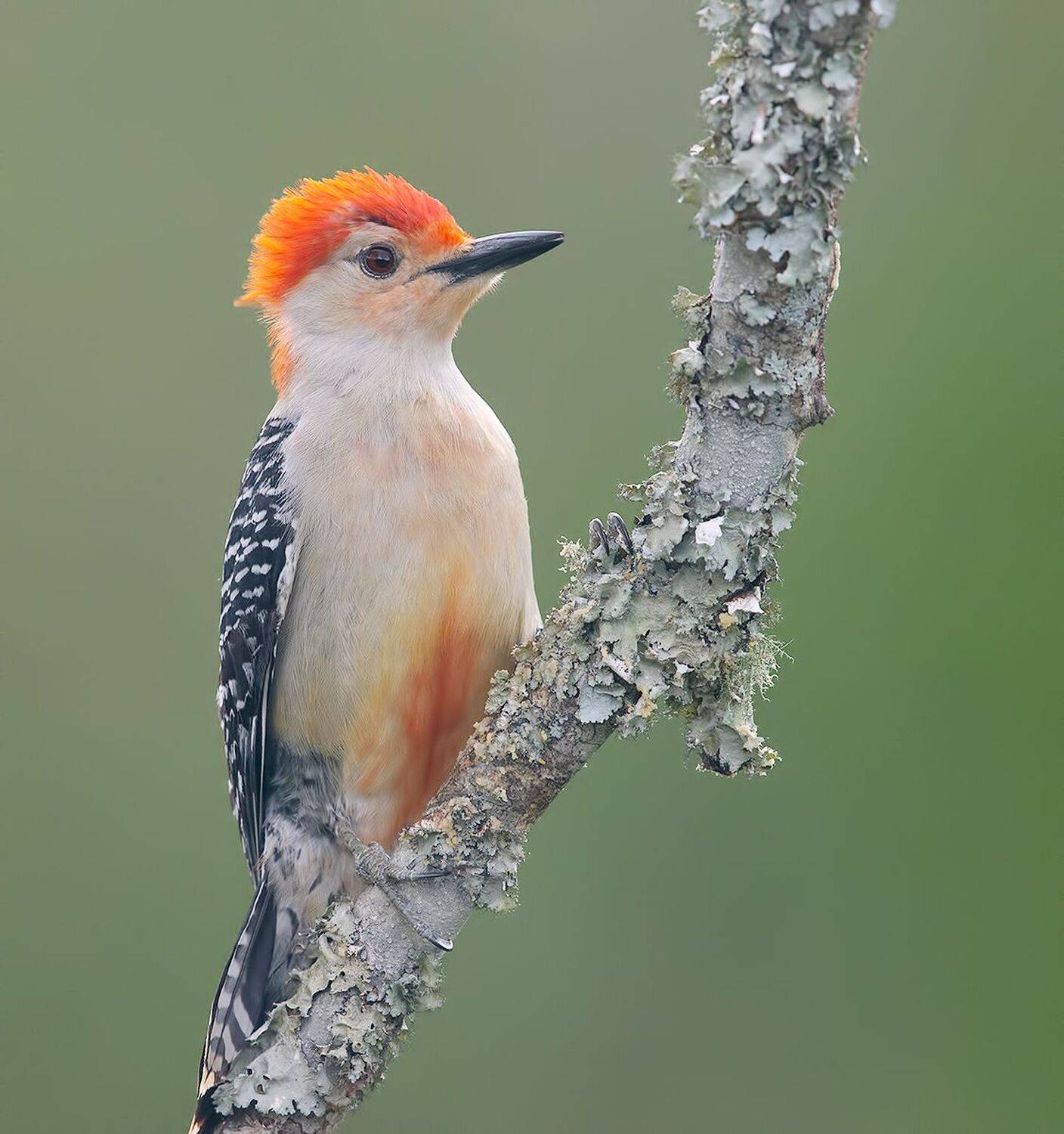 дятел, каролинский меланерпес, red-bellied woodpecker, woodpecker, Etkind Elizabeth