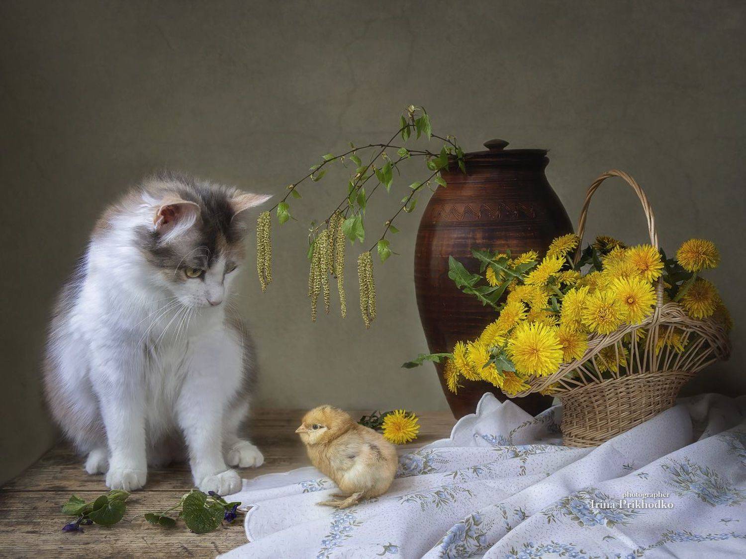 постановочное фото, котонатюрморт, зоонатюрморт, кошки, цыпленок, одуванчики, весна, Приходько Ирина