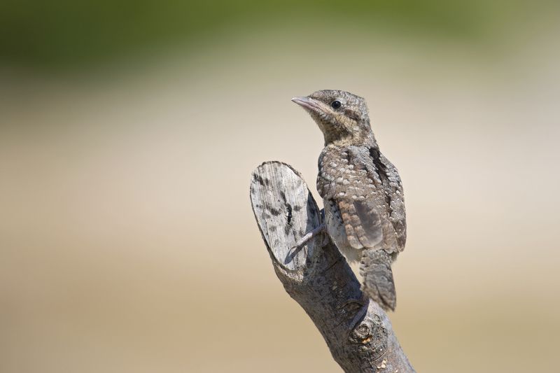 Jynx torquilla фото превью