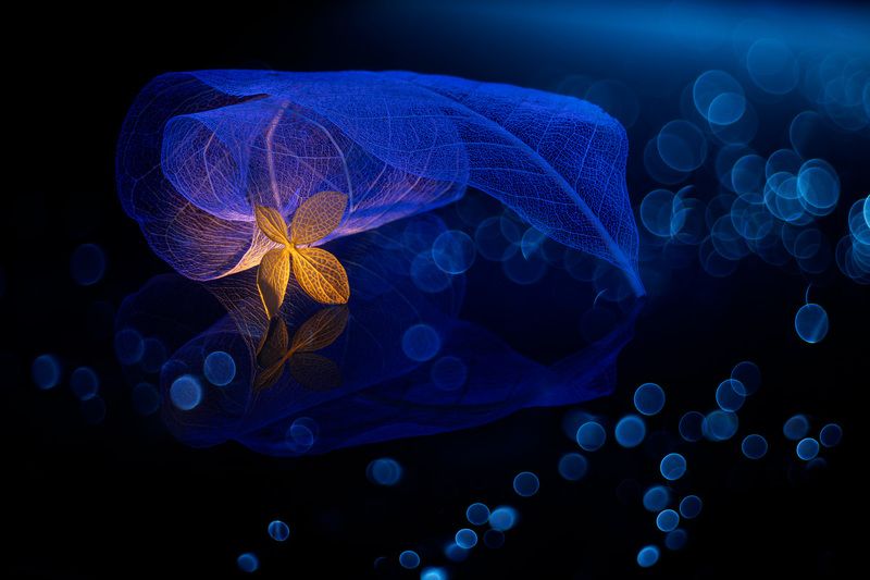 close-up, still life Night serenade фото превью