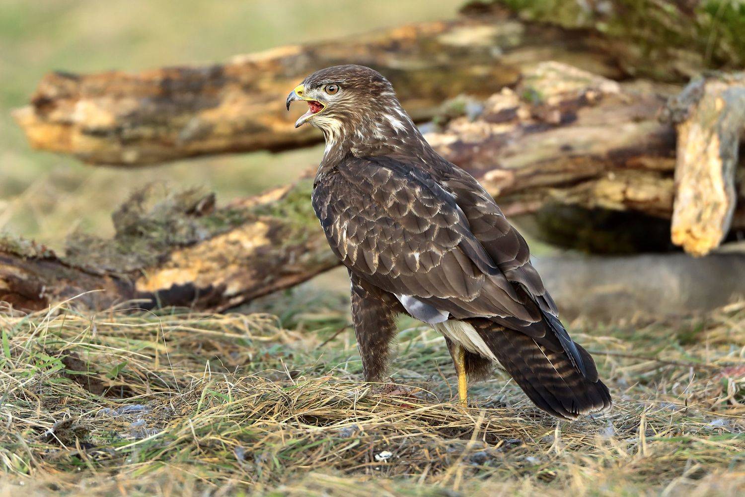 , Александр Гусар