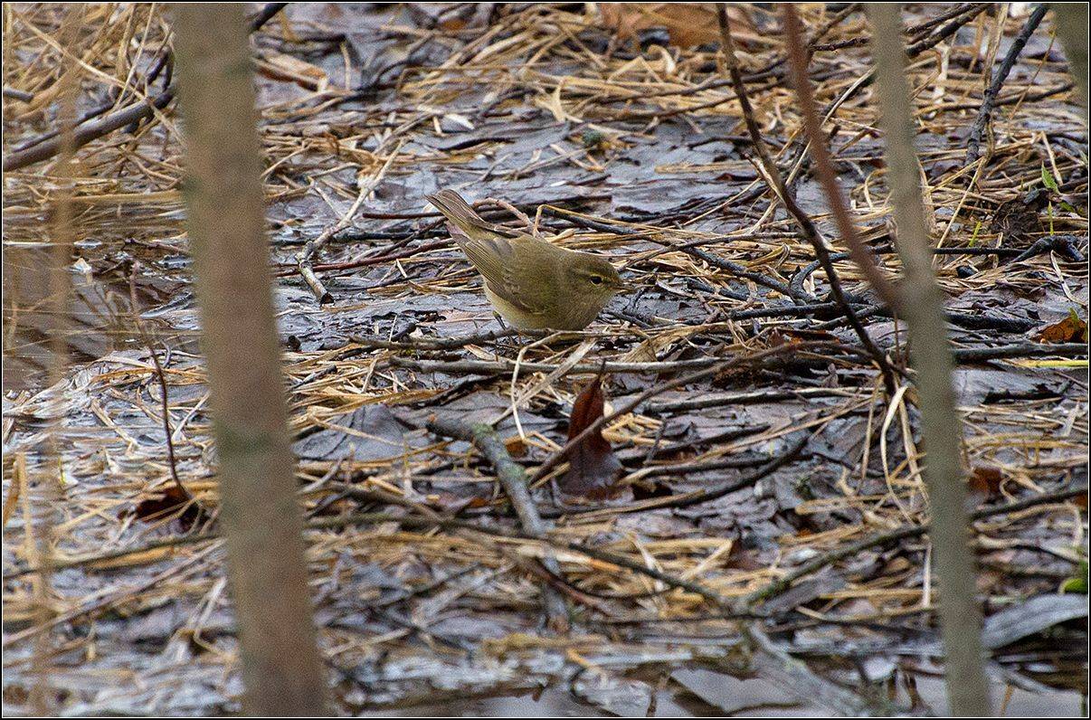 москва, парк, птица, АНАТОЛИЙ ДОВЫДЕНКО