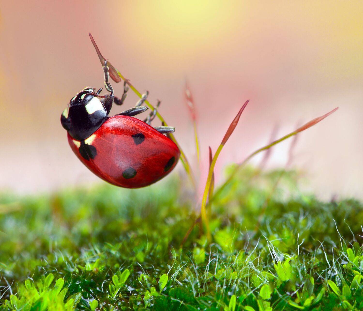 ceclii, macro, Tsvetan Ganev