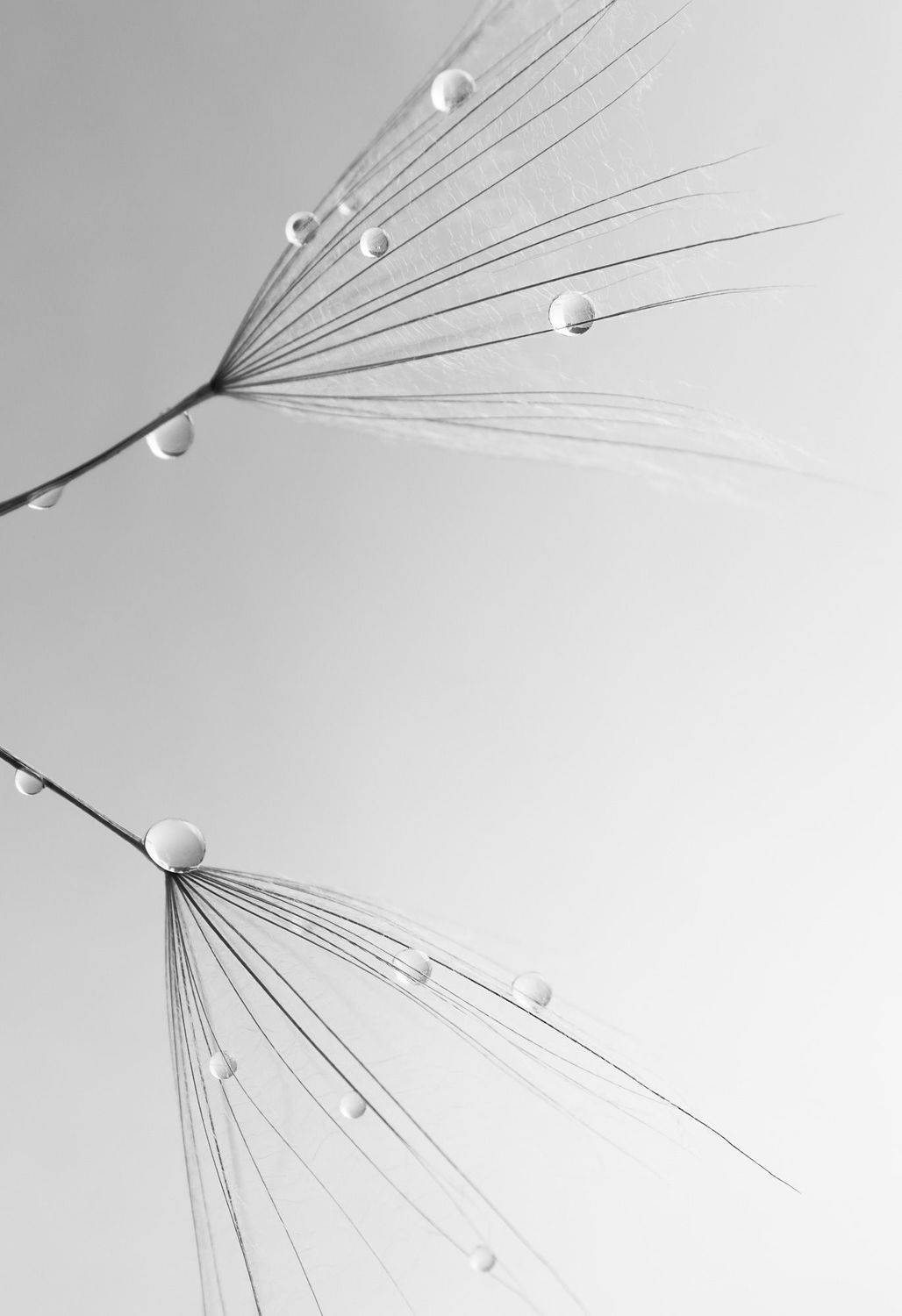 #dandelion, #drops, #waterdrops, #wallpaper, #nature, #closeup, #backdrop, #background, #macro, #flower, #print, #macrophotography, #macrophoto, Вікторія Крулько