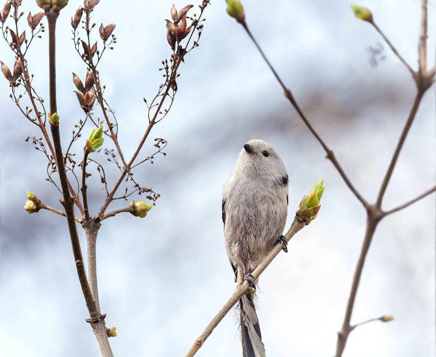 птица, ополовник, весна,, Марина Мочалова