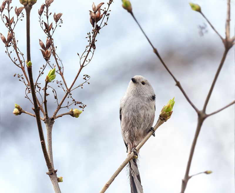 птица, ополовник, весна, весна .. ура! фото превью