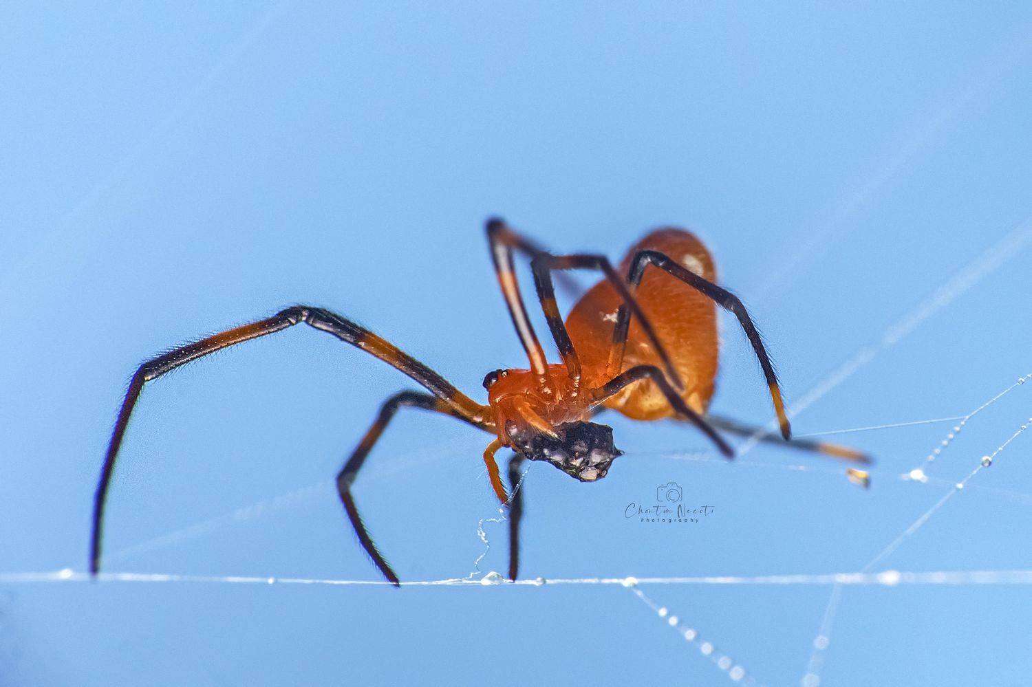 spider. garden, macro, small, animal, legs, light, wind, outside, nature, beauty, beatiful, focus, NeCoTi ChonTin