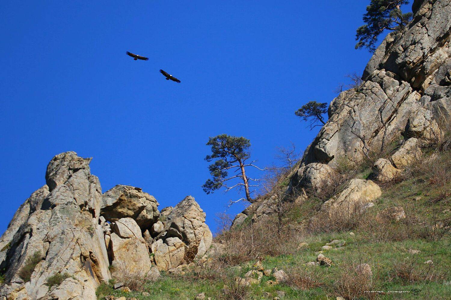 гриф,белоголовый сип,горы,вершины,пейзаж,небо,деревья,дагестан,природа, Magov Marat