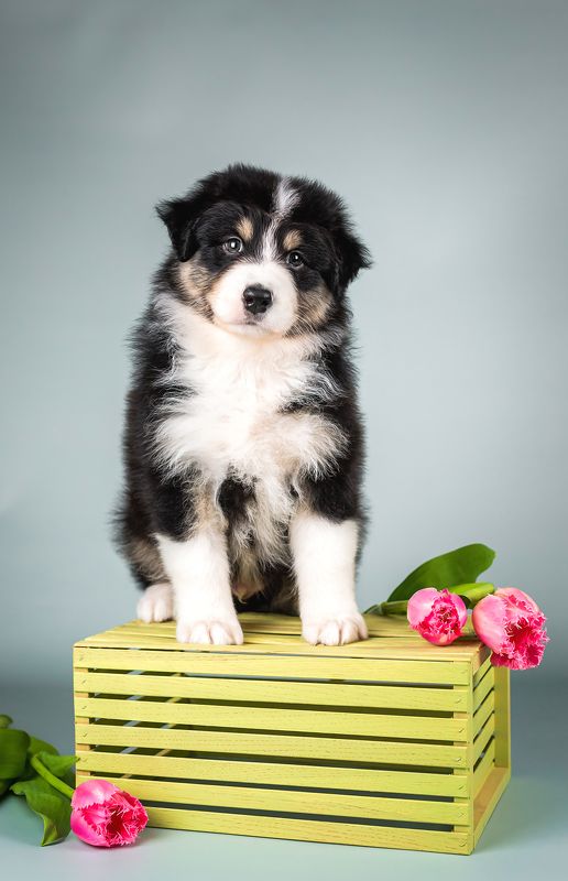 фото превью