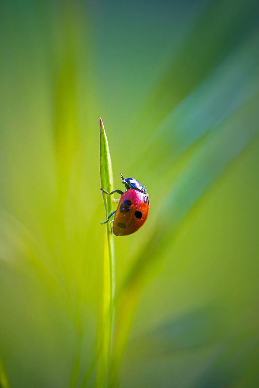 Приключения божьей коровки фото превью