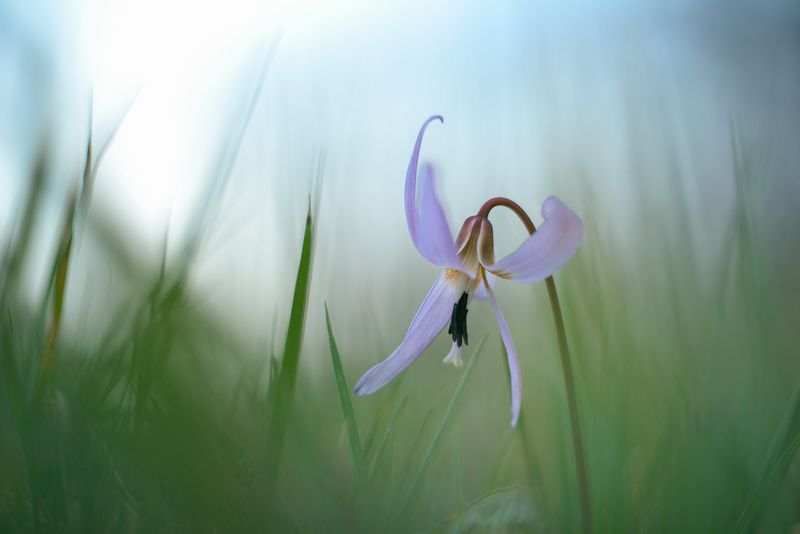 Erythronium dens-canis фото превью