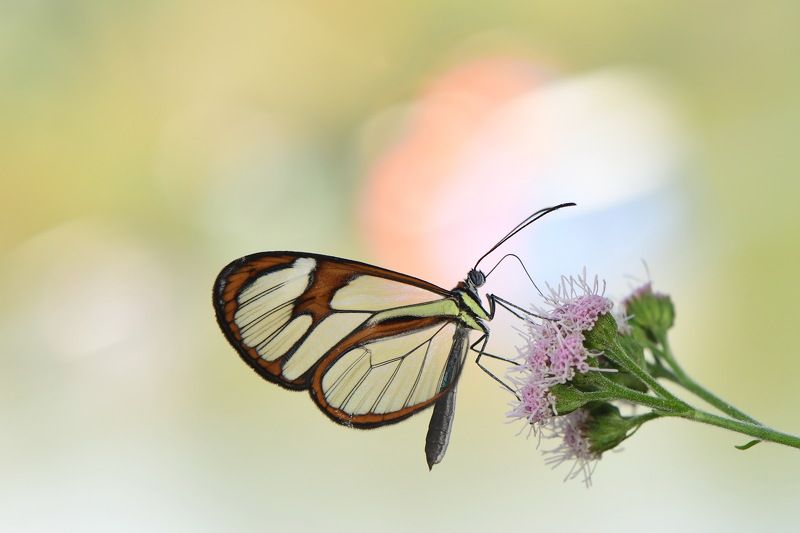 denis moura, mogi das cruzes, brasil, borboleta Borboleta фото превью