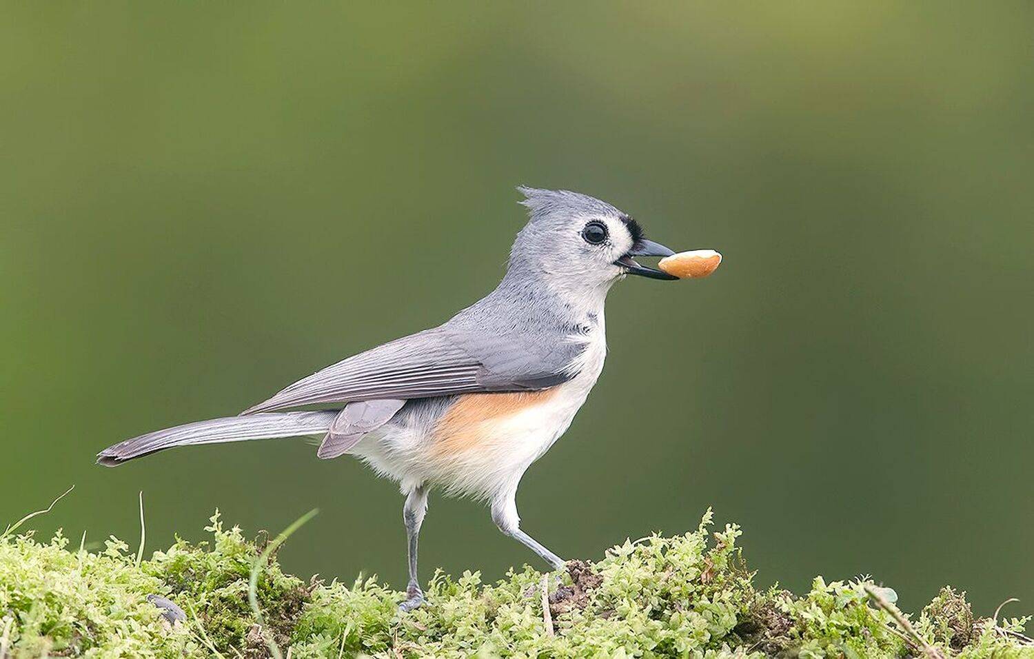 tufted titmouse, острохохлая синица,  синица,  titmouse, Etkind Elizabeth