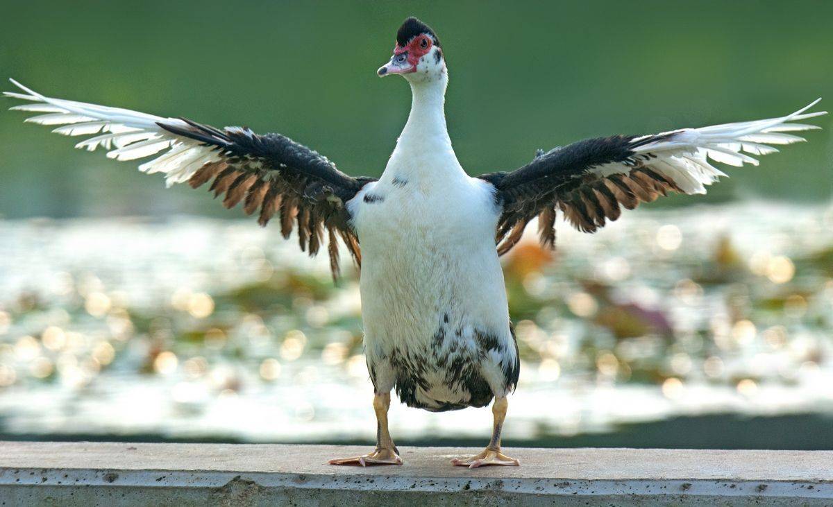 , Людмила Бекман