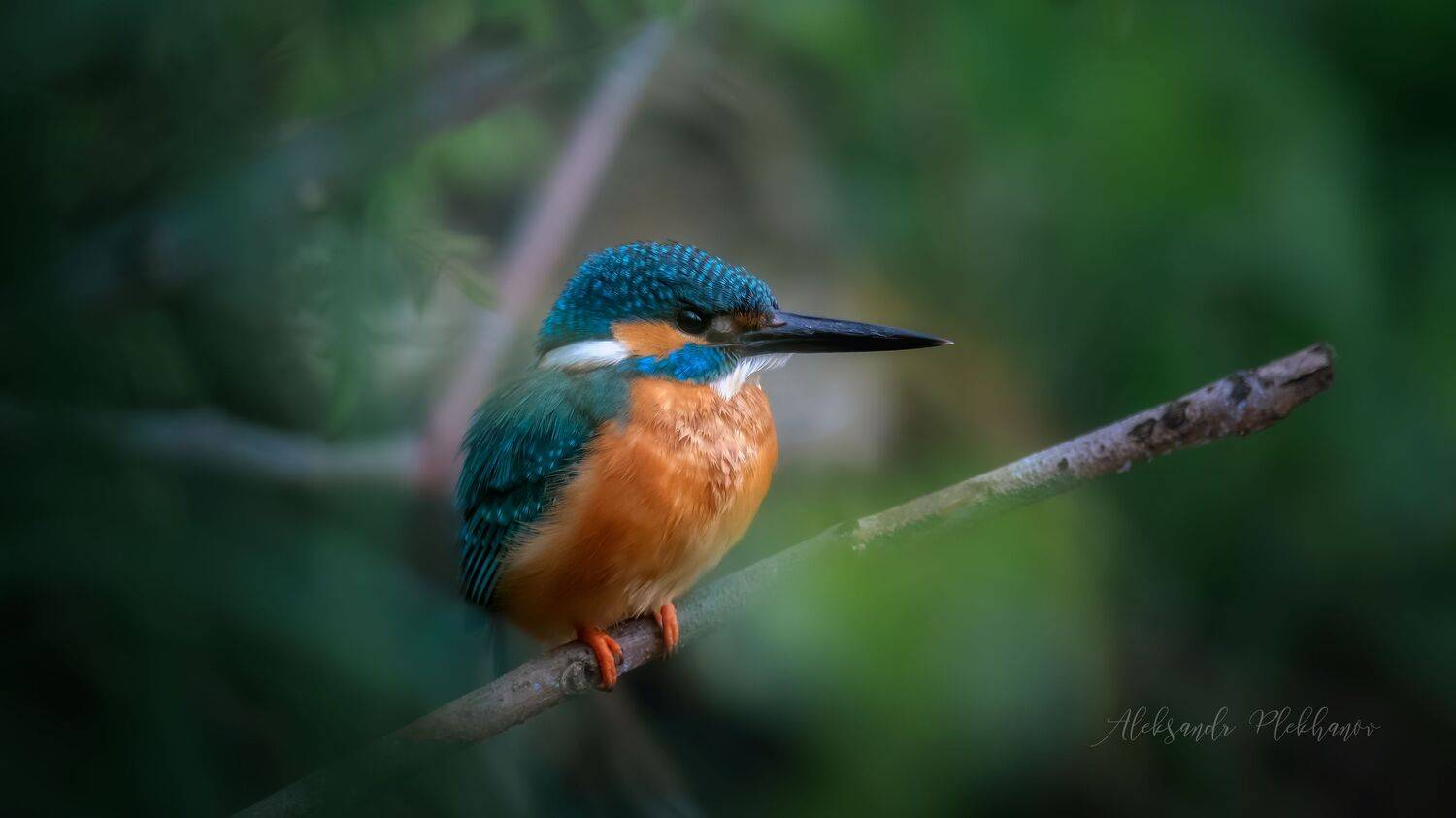 зимородки, Plekhanov Alexander