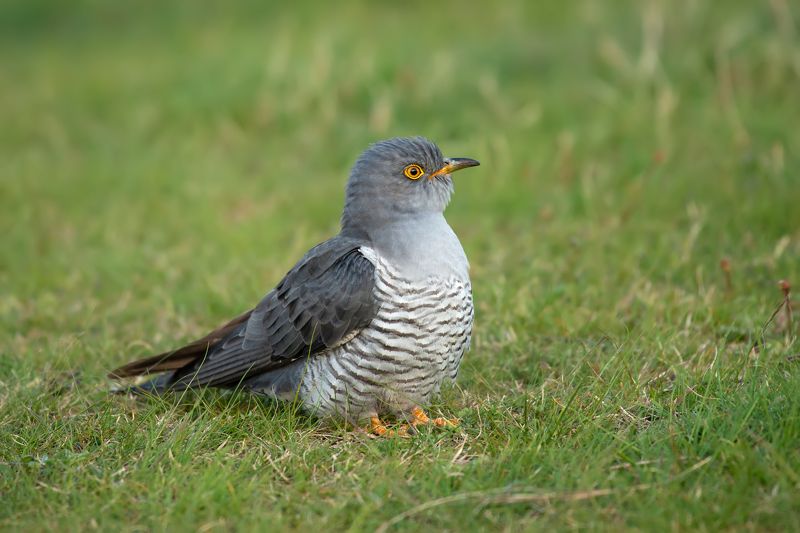 Cuculus canorus фото превью