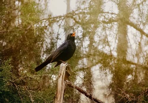 Песнь дрозда