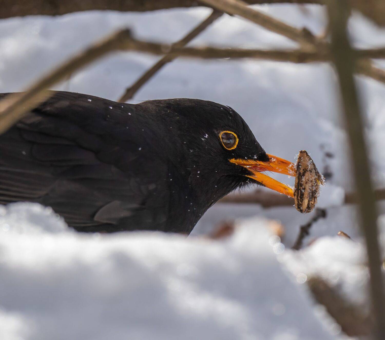 , Константин Дэм