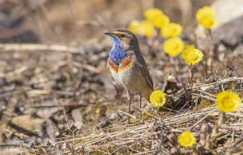Blue throat