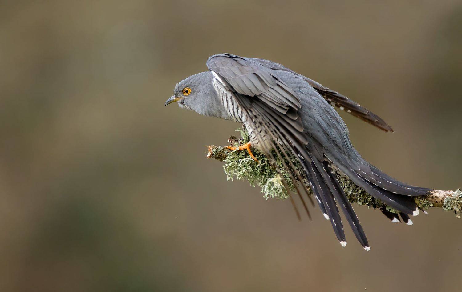 cuckoo, birds, animals, nature, wildlife, canon,, MARIA KULA