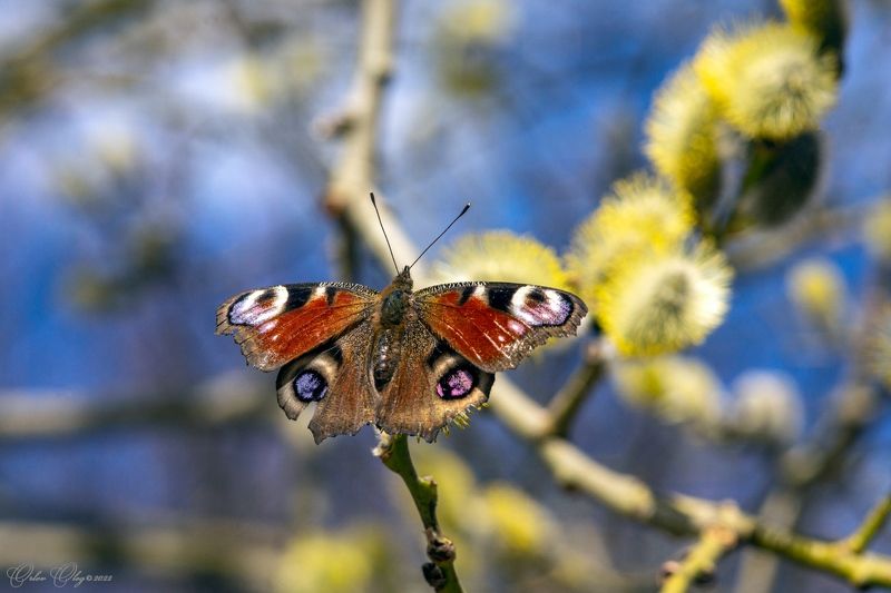 *** фото превью
