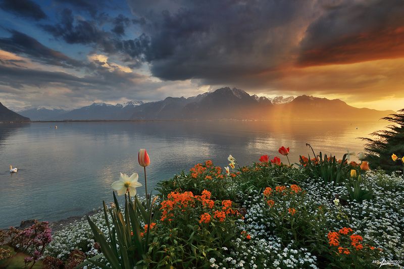 swiss,весна,montreux,швейцария Весна.. фото превью