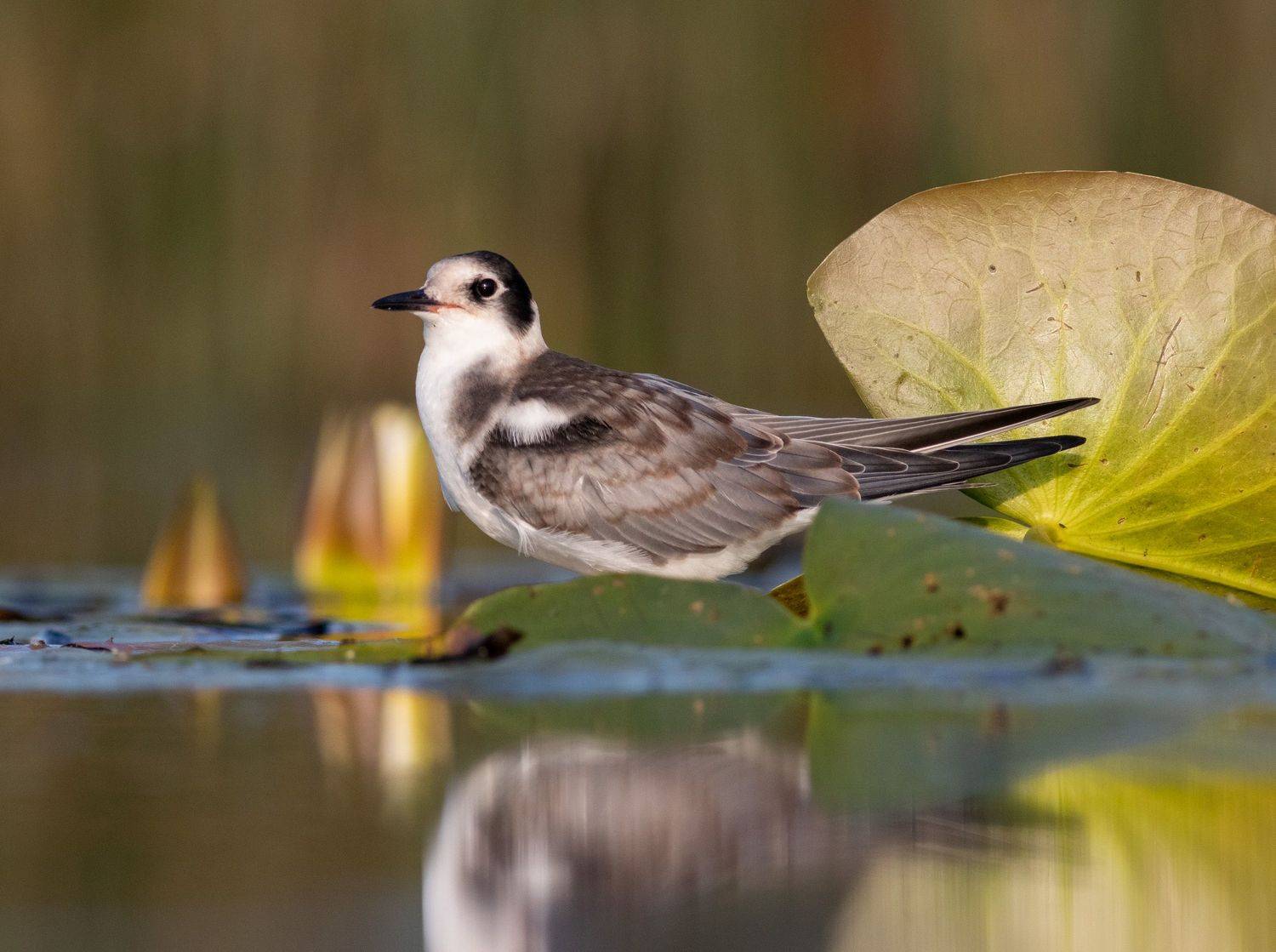 птица, фотоохота, московскаяобласть, крачка, birds, Павел Краснослободцев