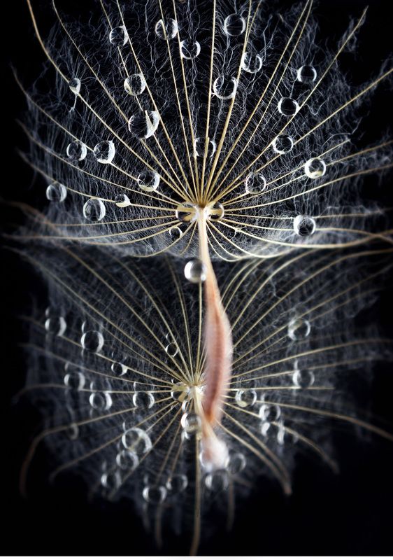 #dandelion #wallpaper #drops #waterdrops #macro #macrophotography #macrophoto #nature #ukraina #print #background #backdrop series \