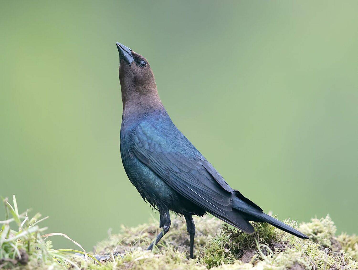 brown-headed cowbird, буроголовый коровий трупиал, трупиал, Etkind Elizabeth